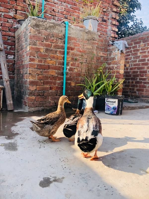 Ducks 3