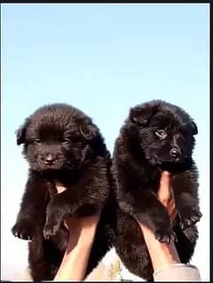 Black German Shepherd Long Coat Pair For Sale