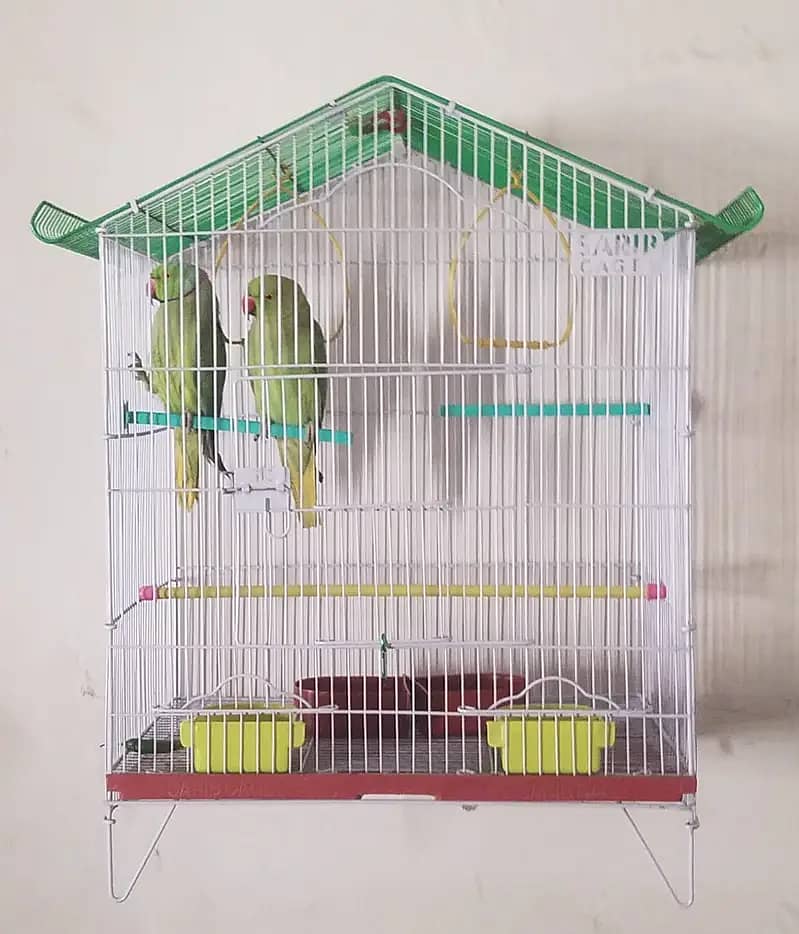 Bird Cage Pinjra Parrot Bajri Australian Tota Pahari Raw Green Cat Dog 17