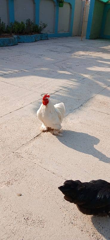 White Bantam 0