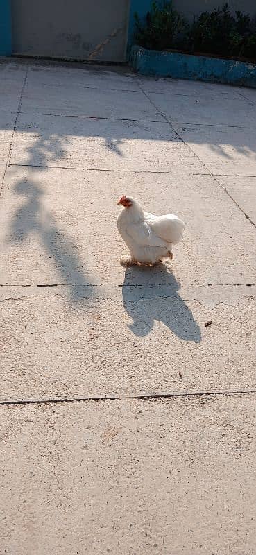 White Bantam 2