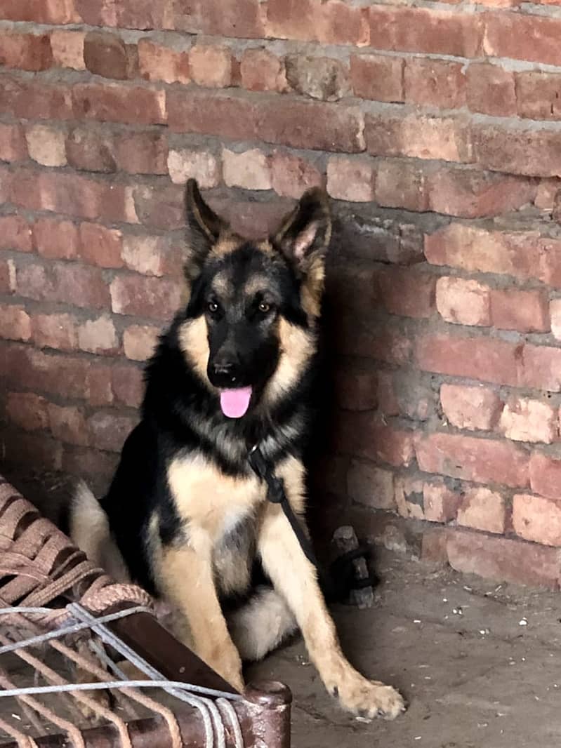 GSD For Sale 0