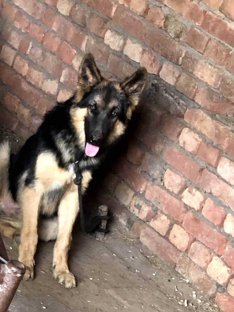 GSD For Sale 1