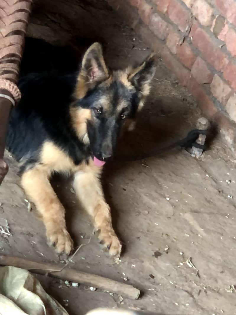 GSD For Sale 2