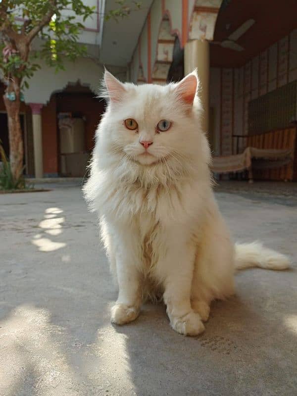 Persian male cat 0