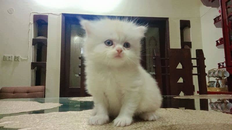 Persian Baby Cat for Sale 0