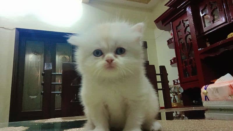 Persian Baby Cat for Sale 1