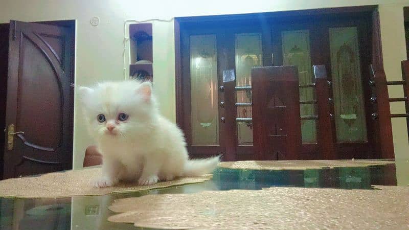 Persian Baby Cat for Sale 2