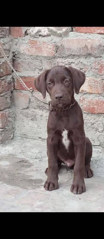 chocolate Labrador male for sale 0