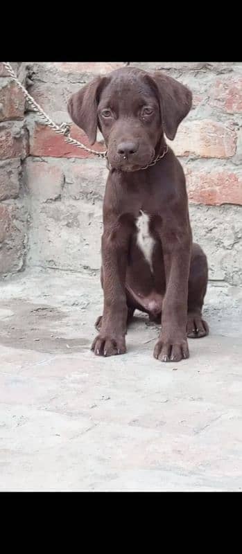 chocolate Labrador male for sale 1