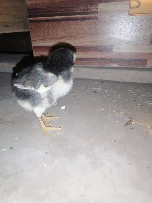 golden sebright  2 male / chicks  /mushka chicks available 12