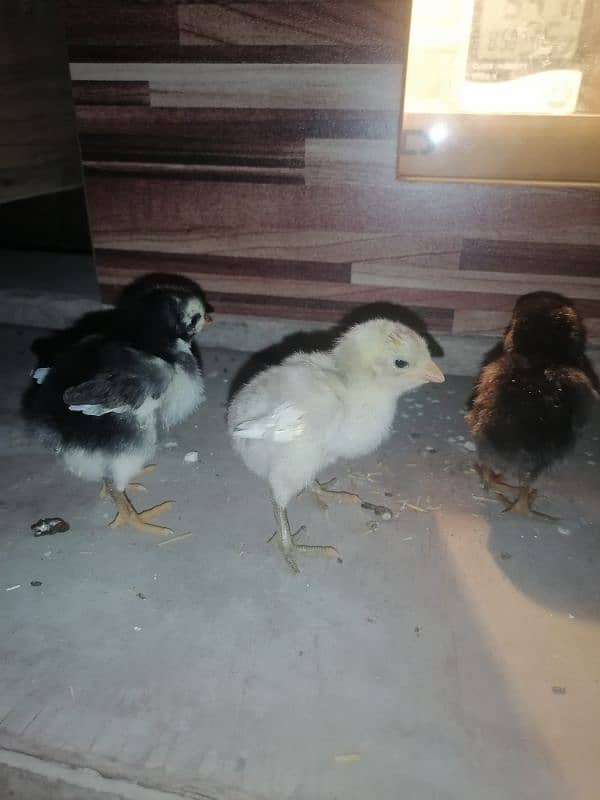 golden sebright  2 male / chicks  /mushka chicks available 13