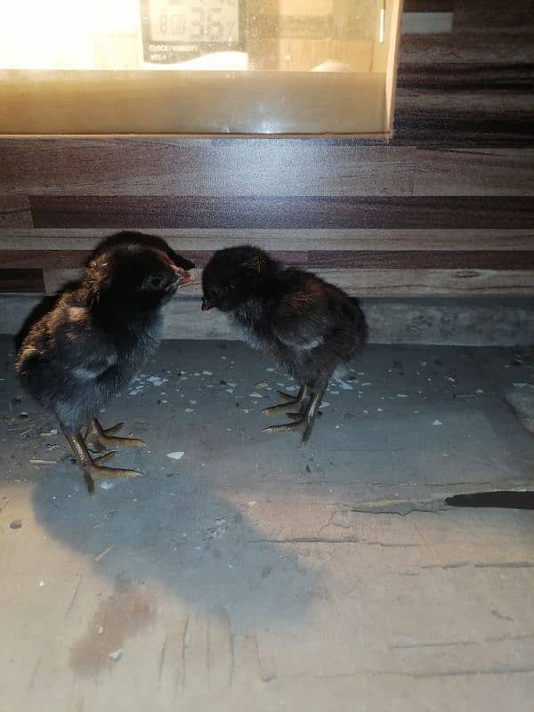 golden sebright  2 male / chicks  /mushka chicks available 14