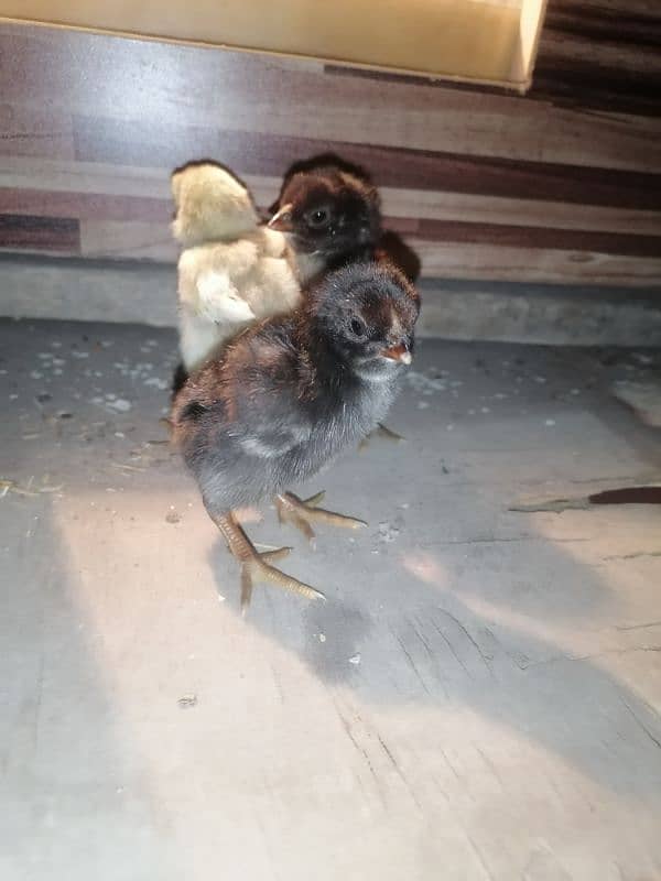 golden sebright  2 male / chicks  /mushka chicks available 15