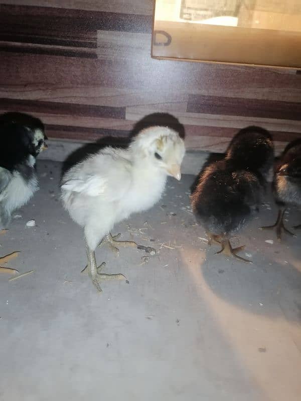 golden sebright  2 male / chicks  /mushka chicks available 16