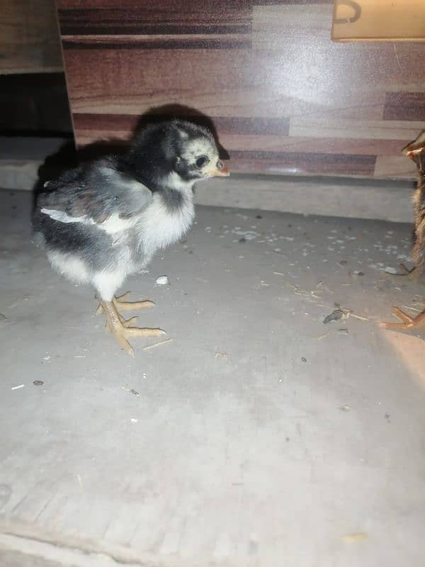 golden sebright  2 male / chicks  /mushka chicks available 17