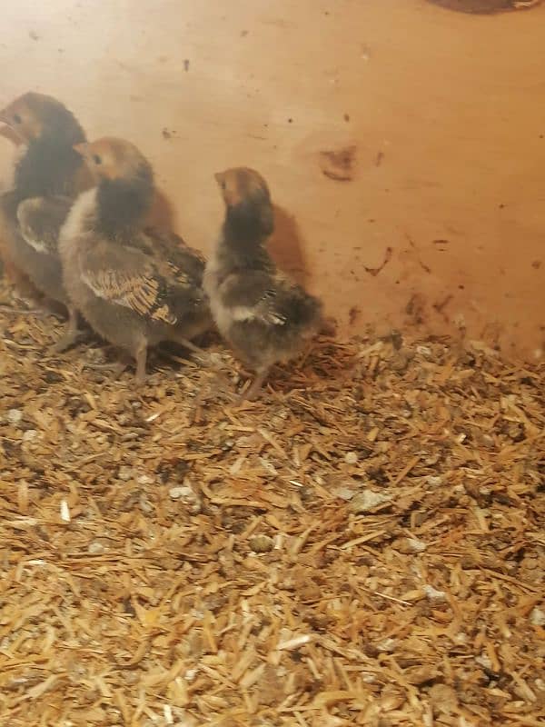 golden sebright  2 male / chicks  /mushka chicks available 19