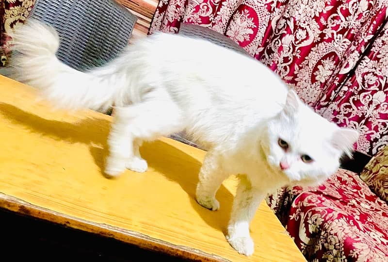 Persian Triple coat cat 1