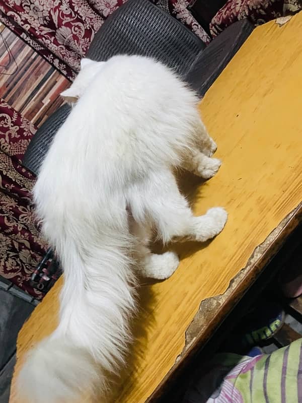 Persian Triple coat cat 4