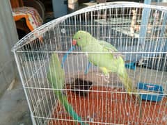 Parrot Pair