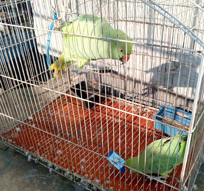 Parrot Pair 1