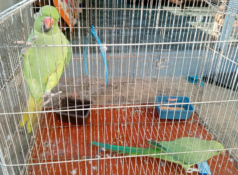 Parrot Pair 2