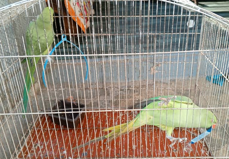 Parrot Pair 4