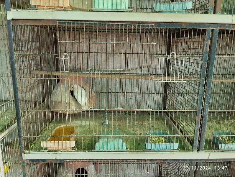 8 Portion Birds Cage 1