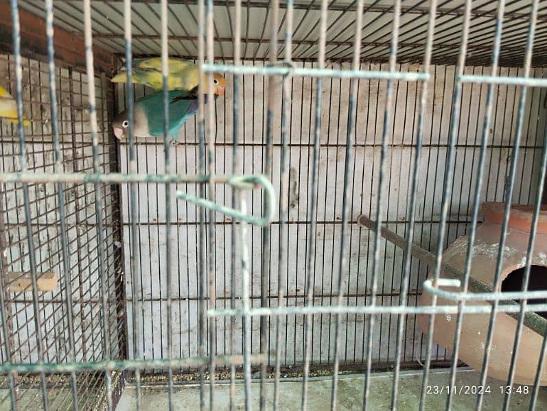 8 Portion Birds Cage 2