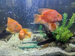 3 pairs parrot fish