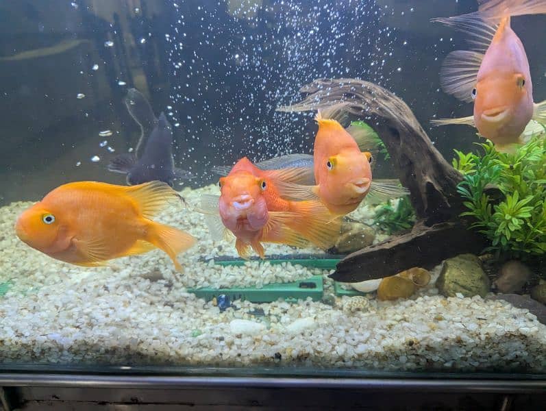 3 pairs parrot fish 2