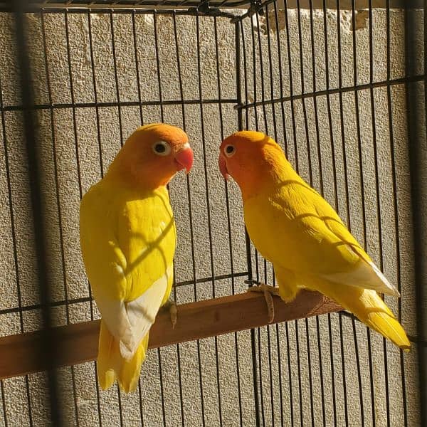 Lutino Personata Black eye Love birds breeder pair available for sale 0