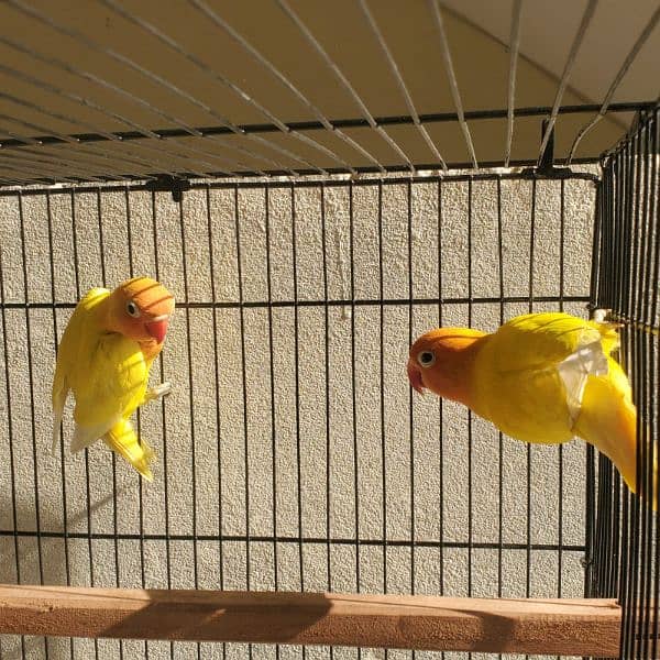 Lutino Personata Black eye Love birds breeder pair available for sale 1