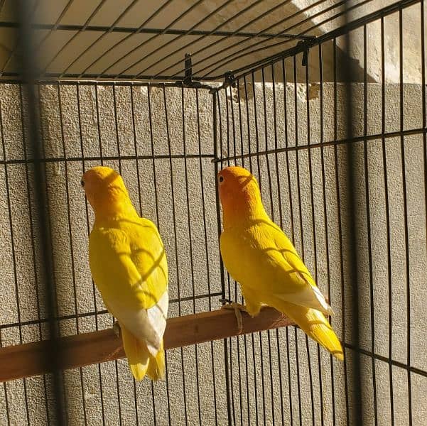 Lutino Personata Black eye Love birds breeder pair available for sale 2