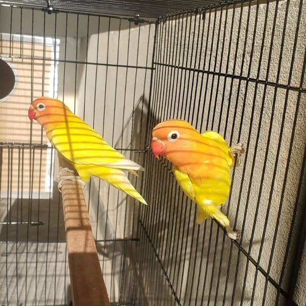 Lutino Personata Black eye Love birds breeder pair available for sale 3