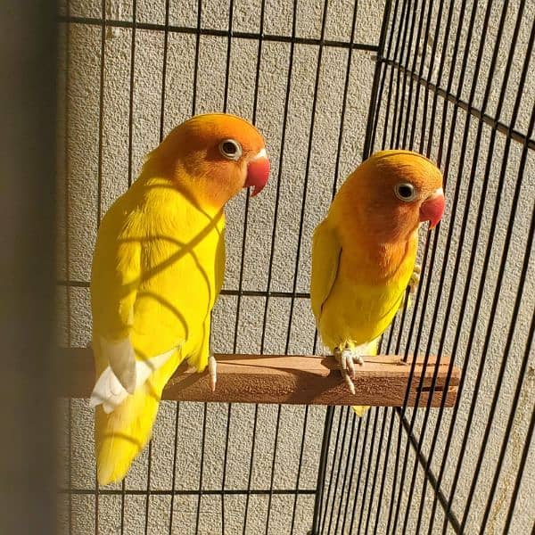 Lutino Personata Black eye Love birds breeder pair available for sale 4