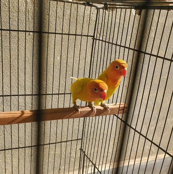 Lutino Personata Black eye Love birds breeder pair available for sale 5