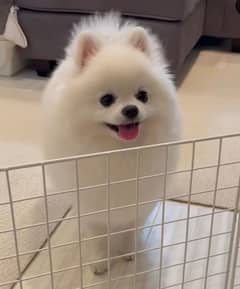 Pomeranian