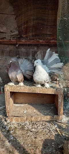 Fancy Fantail Pigeons Breeder