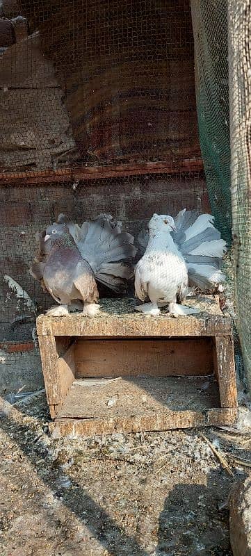 Fancy Fantail Pigeons Breeder 1