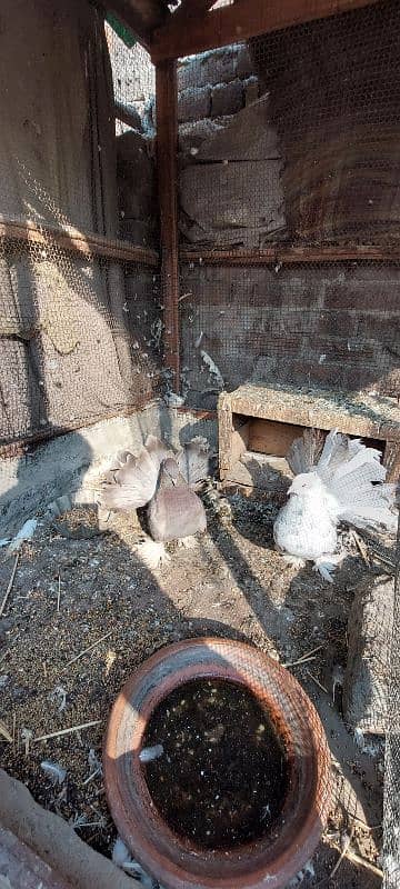 Fancy Fantail Pigeons Breeder 2