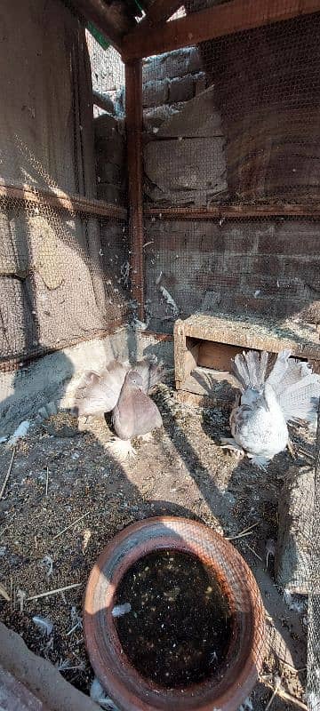 Fancy Fantail Pigeons Breeder 3