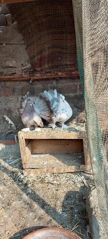 Fancy Fantail Pigeons Breeder 4