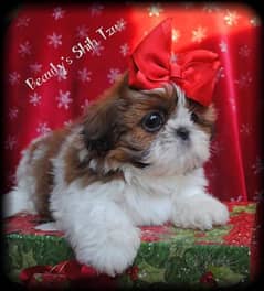 100%  Best high quality Shihtzu available