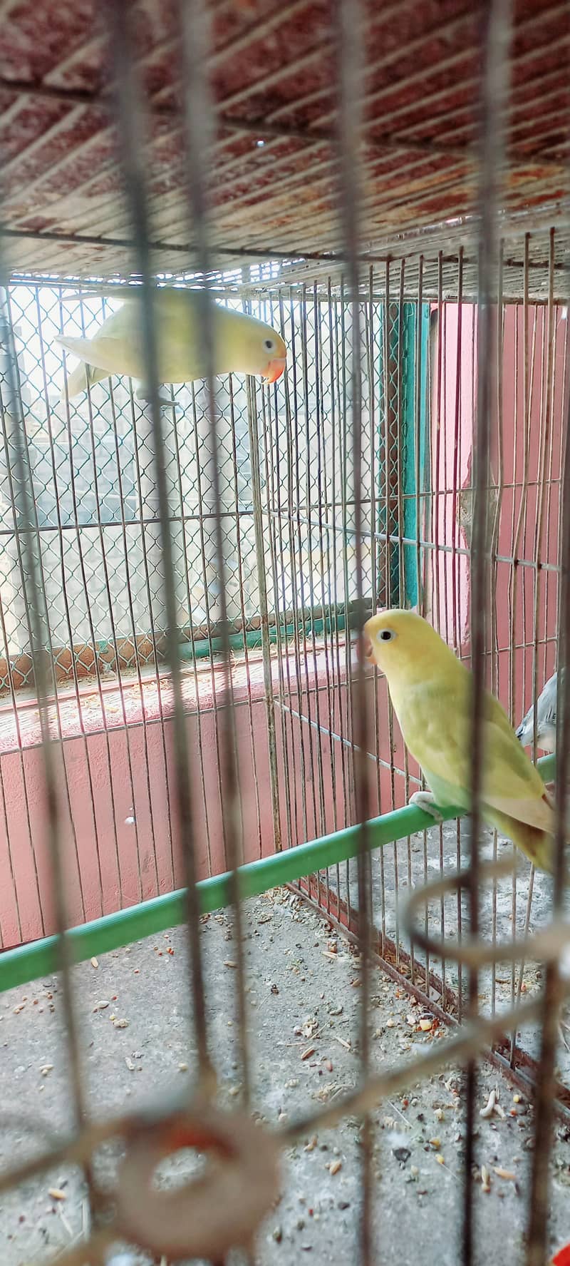 Purbule Split Palefellow Top quality Birds Strong Bloodline albino red 4