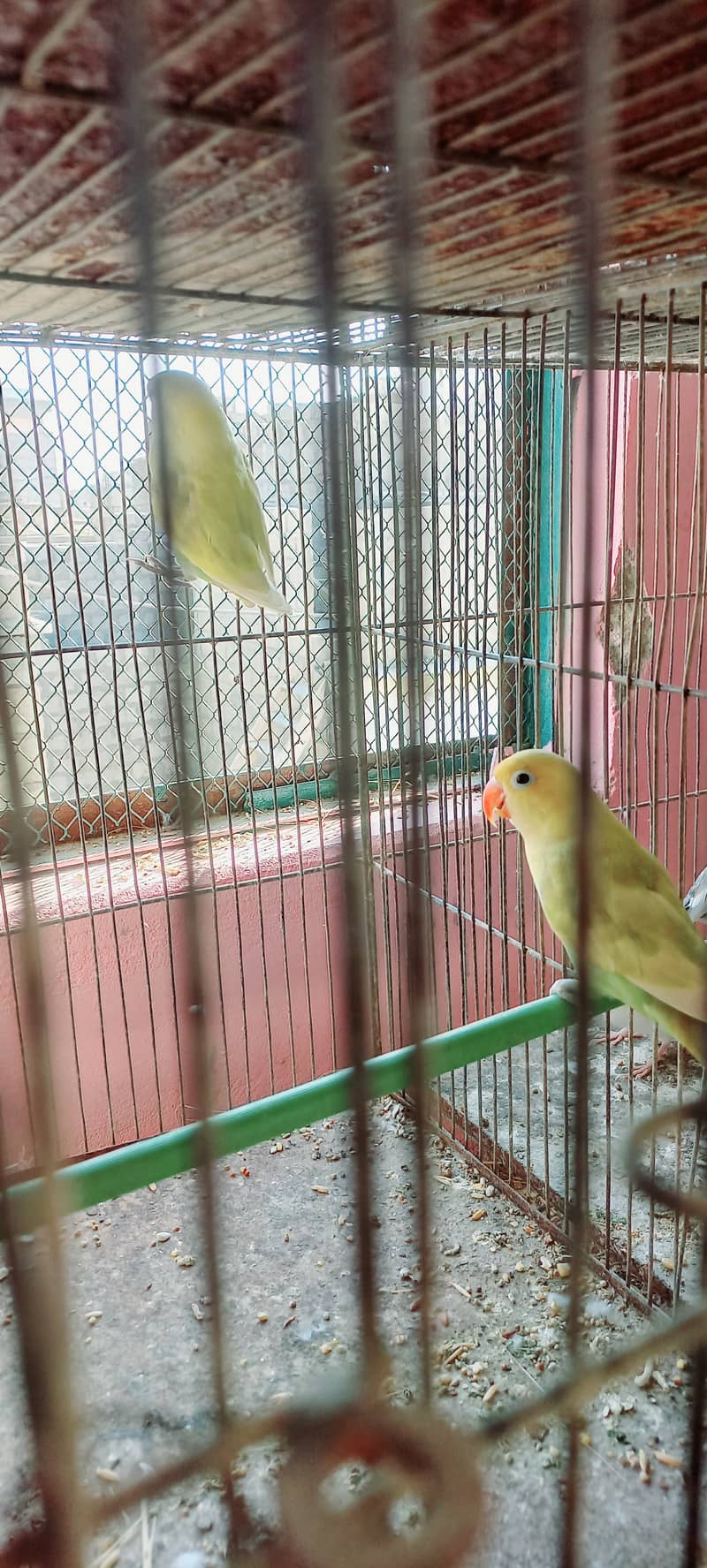 Purbule Split Palefellow Top quality Birds Strong Bloodline albino red 5