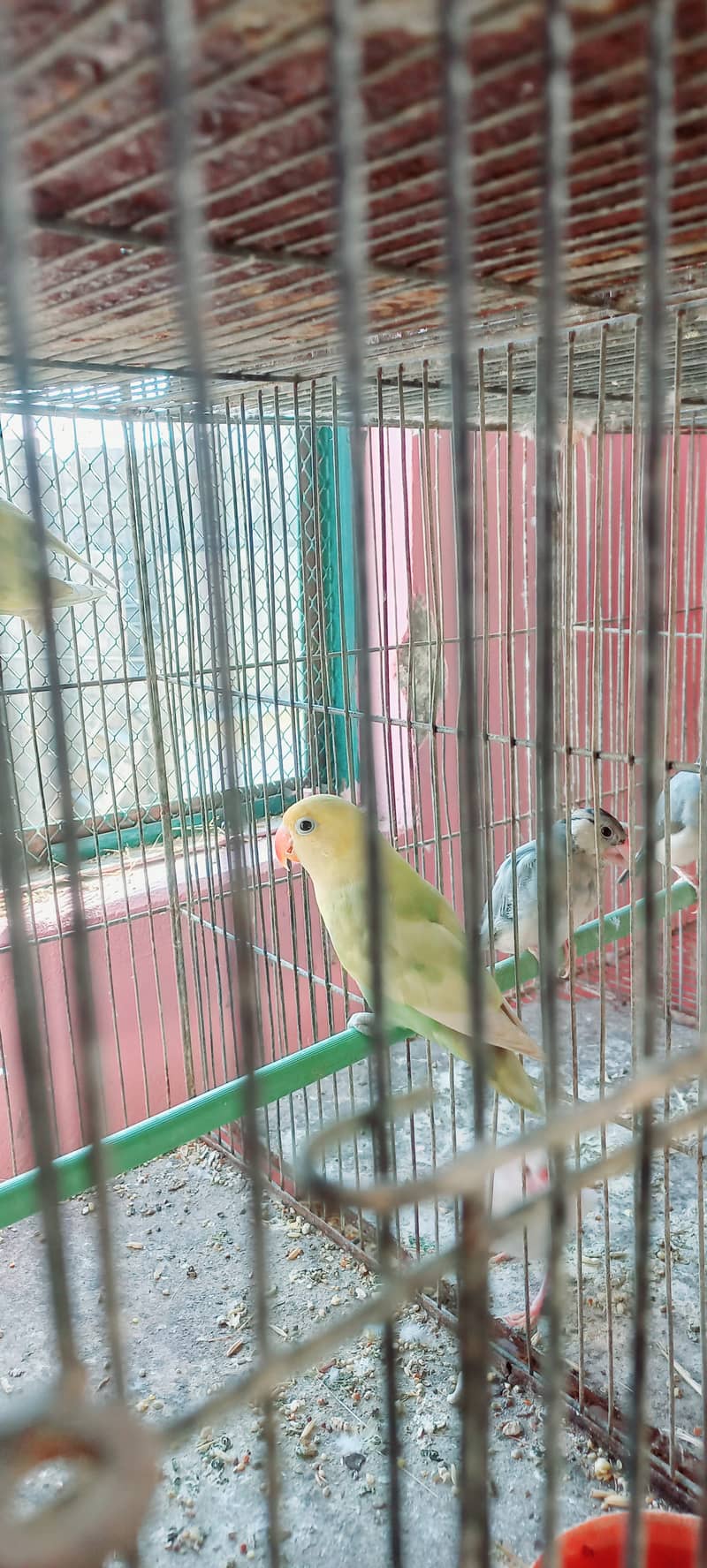 Purbule Split Palefellow Top quality Birds Strong Bloodline albino red 6