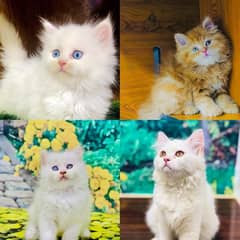 Persian Punch face triple coat cat Kitten