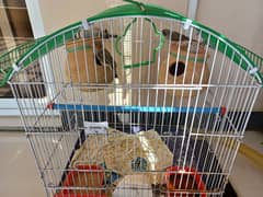 Finches for sell with cage