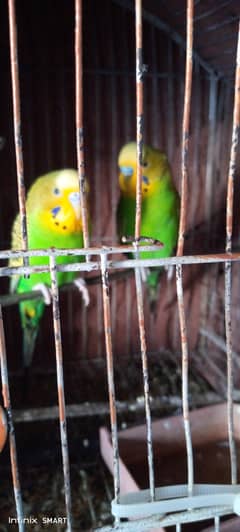 Bird budgies male without cage